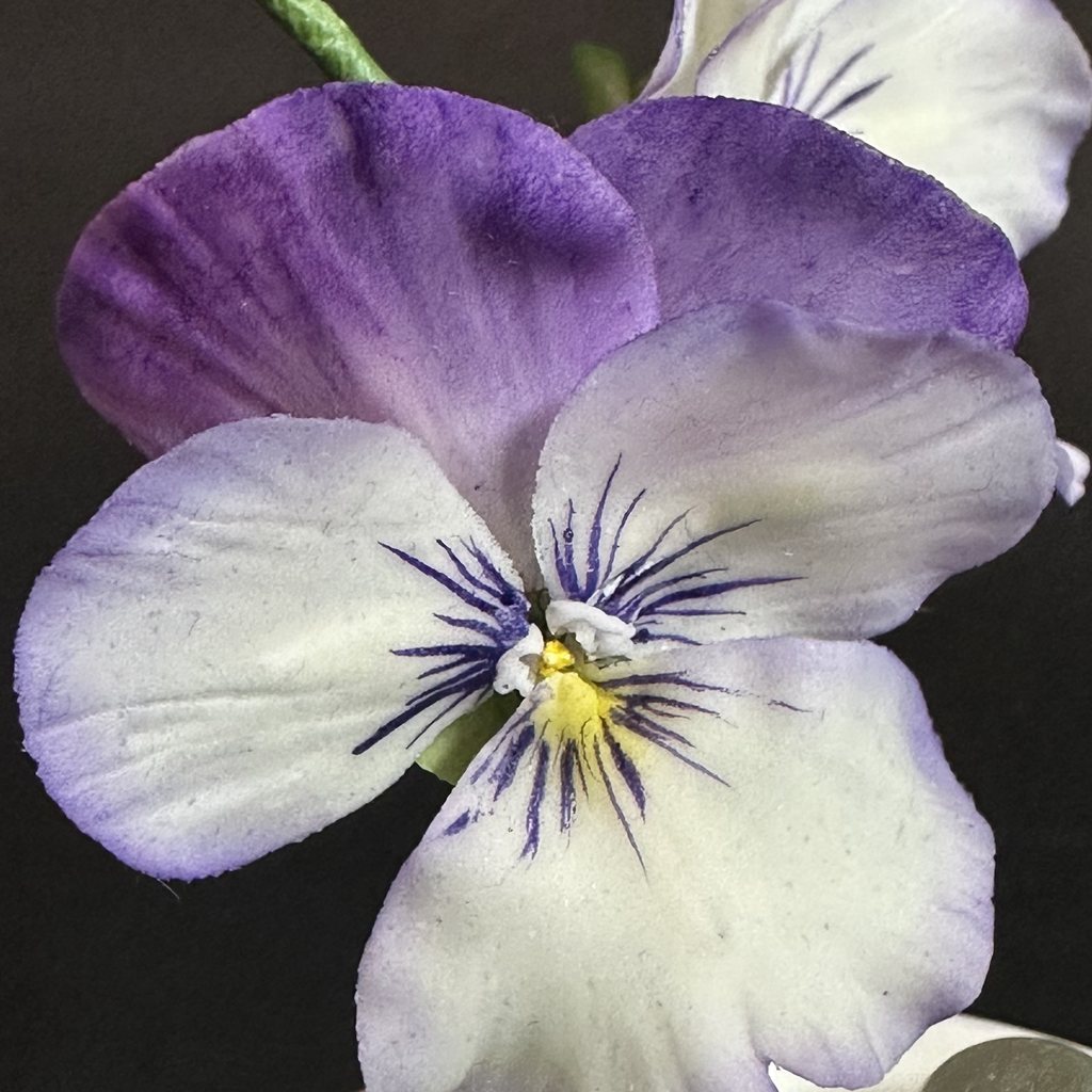 お砂糖で作ったパンジーの花びらと、筆で描いた模様（近くから）