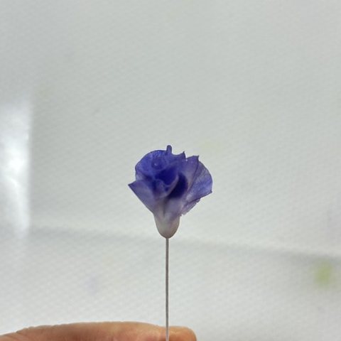 ワイヤーにつけたつぼみ